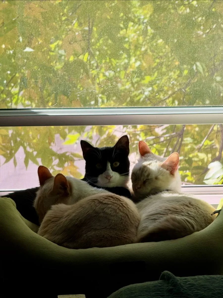 Three cats curled up together in a window bed