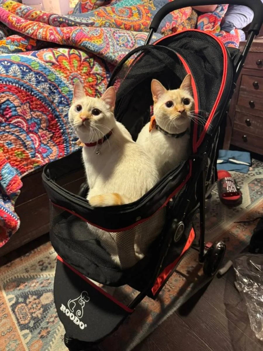 Two cats riding together in a pet stroller