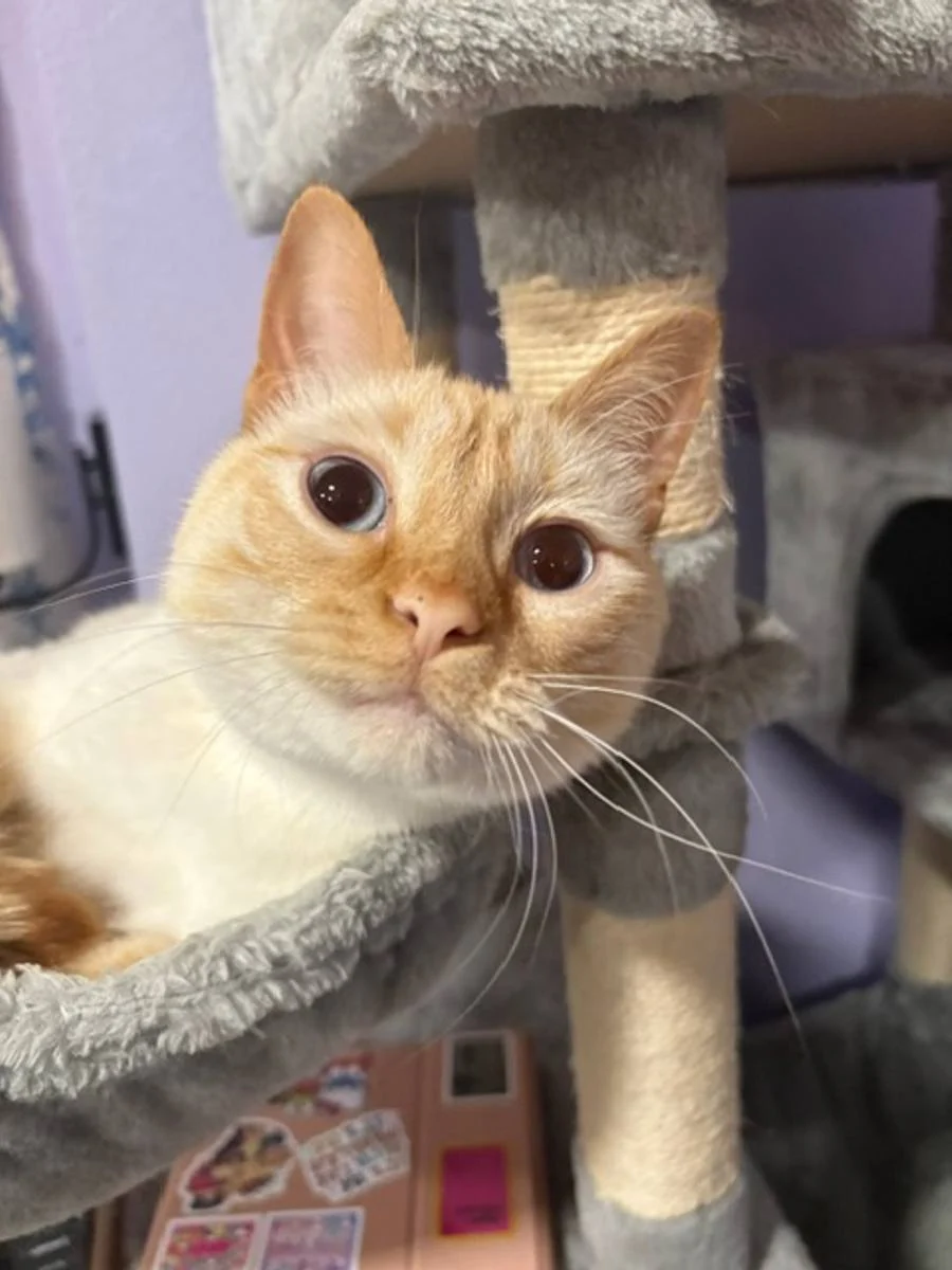 Orange and white cat perched in a cat tree