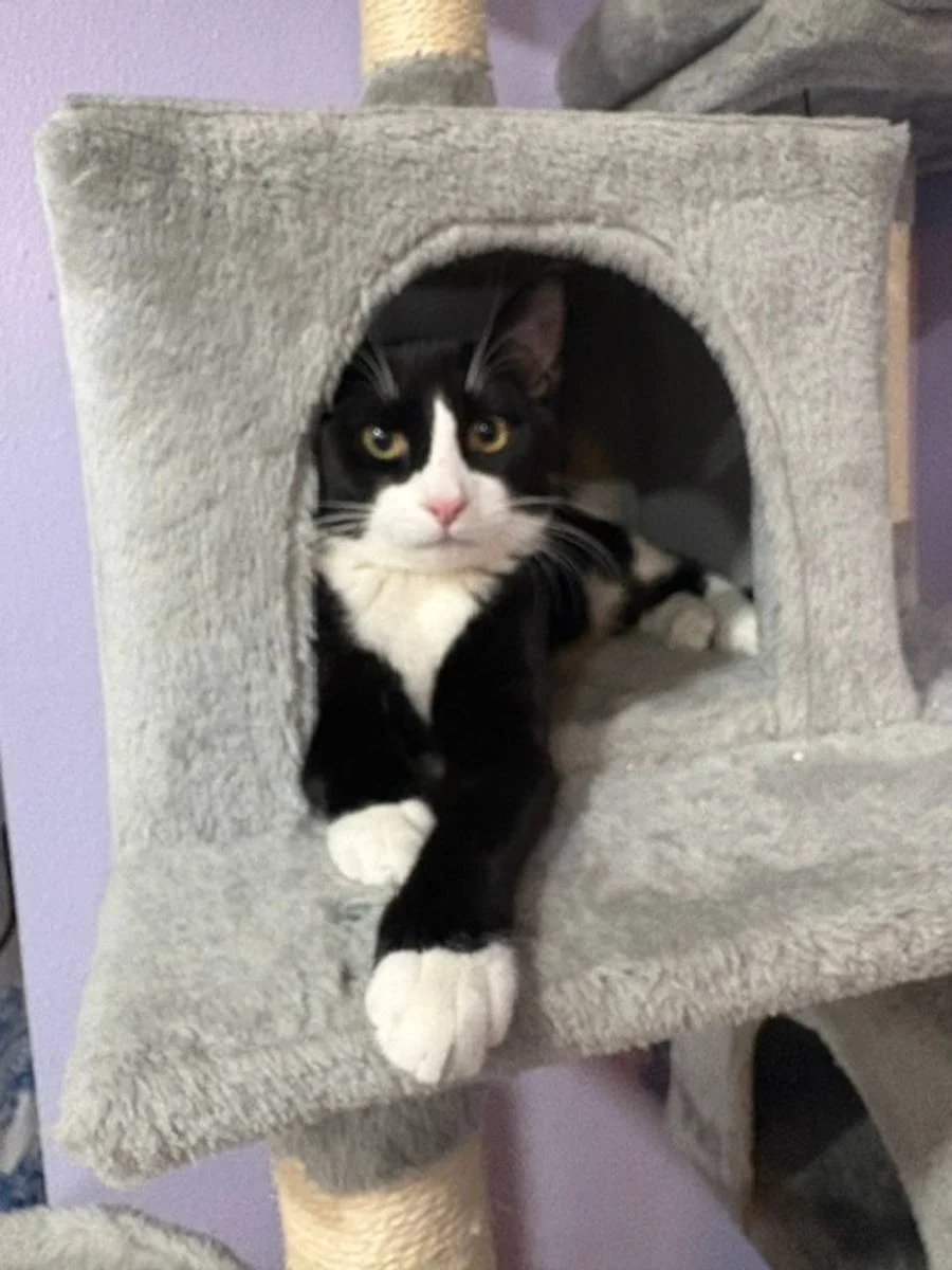 Black and white cat looking out from a cat tree cubby