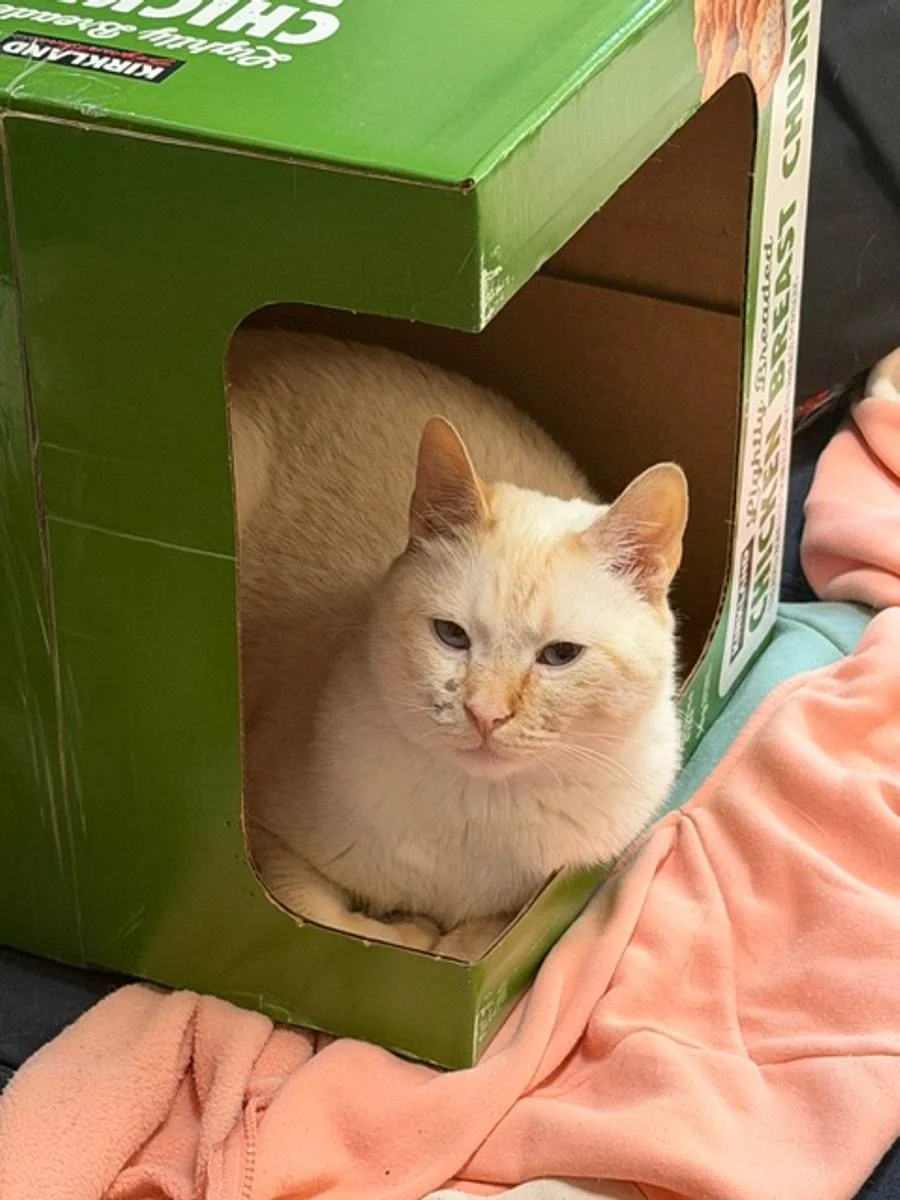 Cat curled up inside a cardboard box