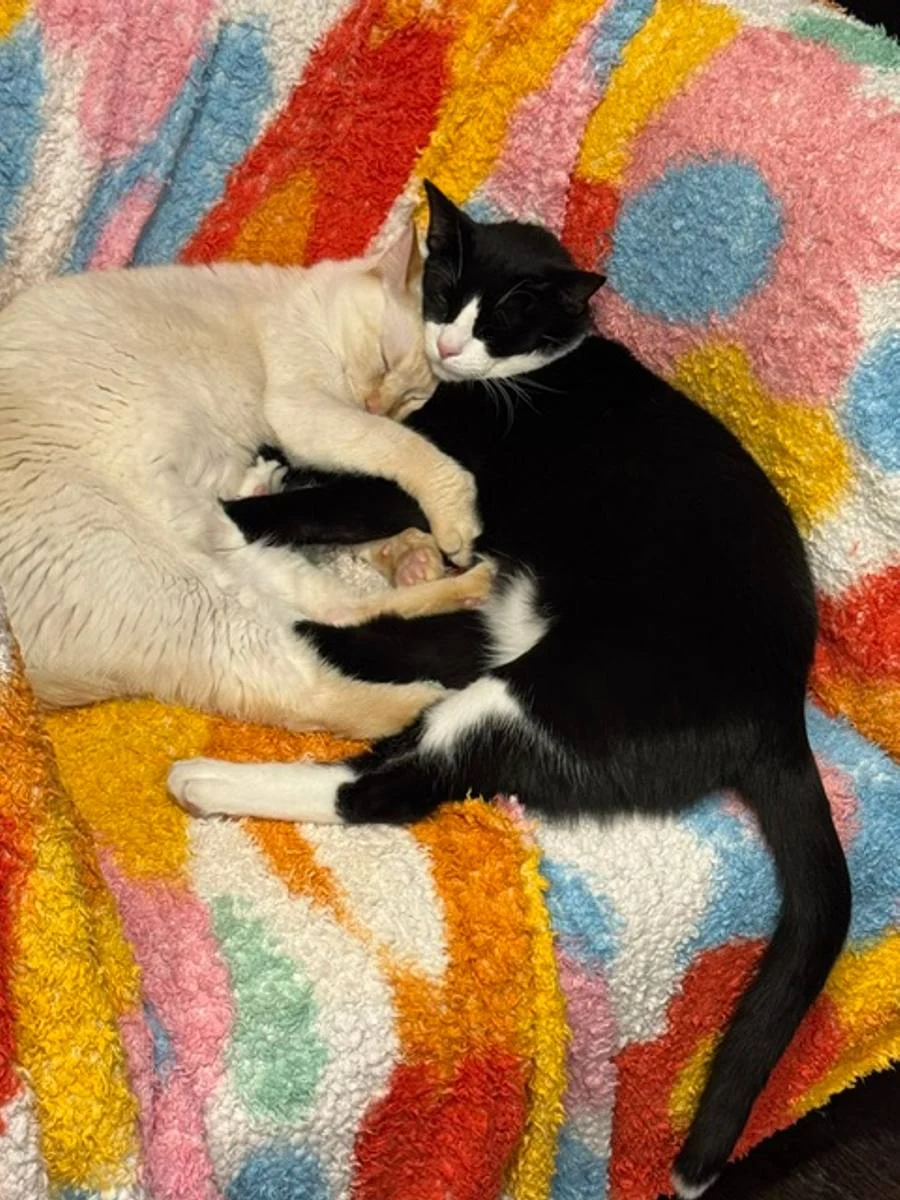 Two cats snuggled together on a blanket