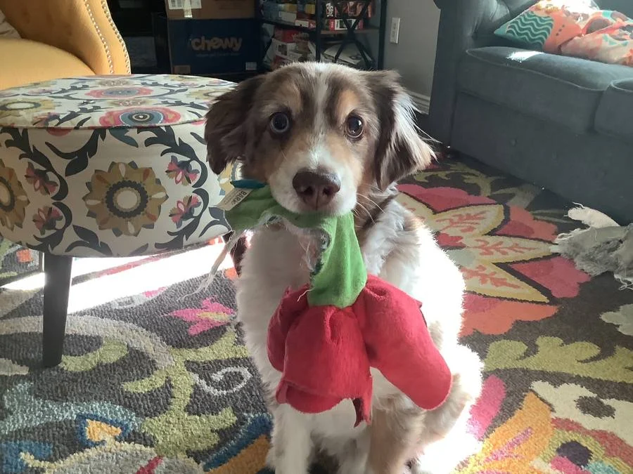 Dog holding a favorite toy during an in-home pet sitting visit