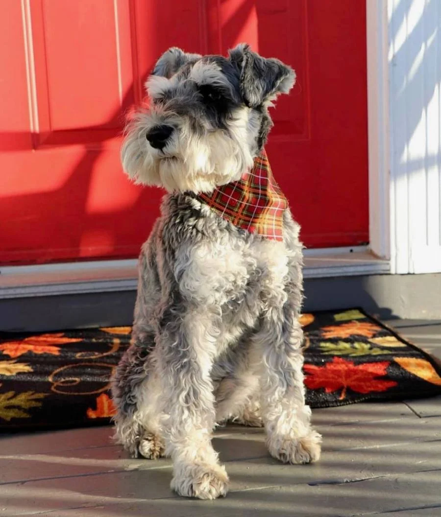 Schnauzer wearing a plaid bandana on the front porch