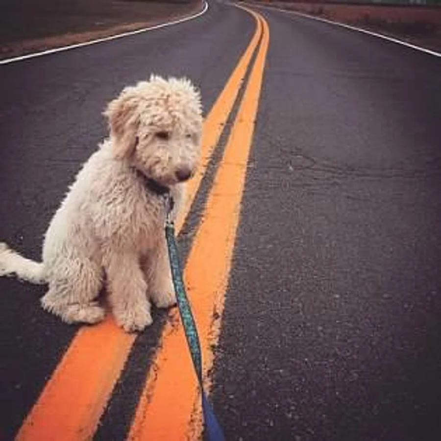 Puppy on a leash pausing during an outdoor walk