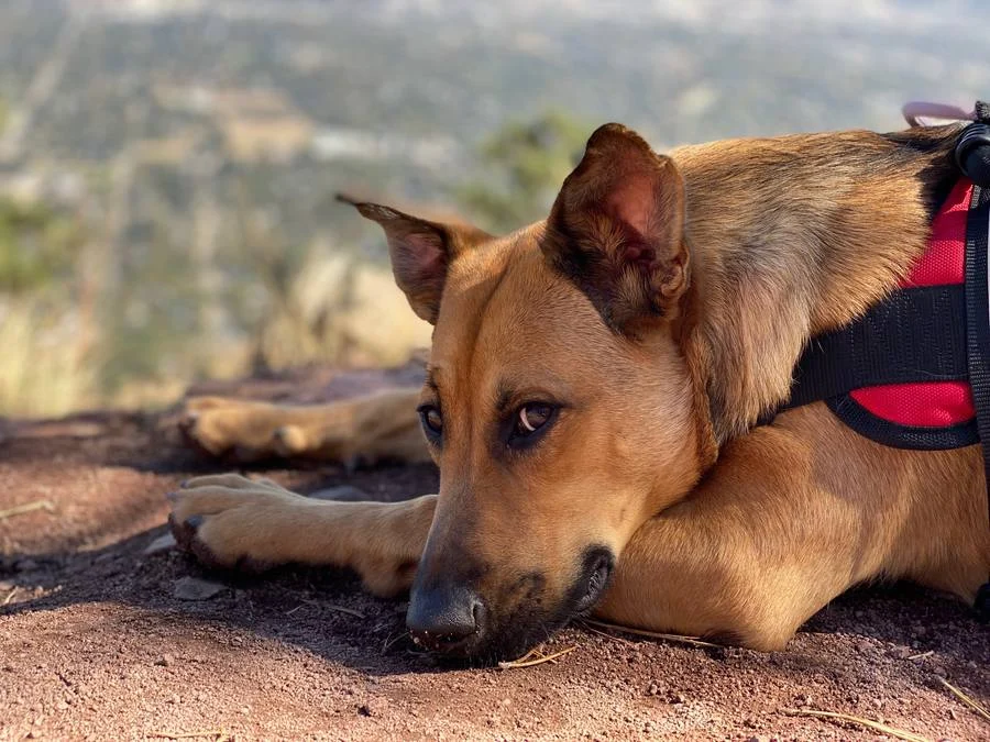 Dog resting on a hiking trail overlooking the Front Range