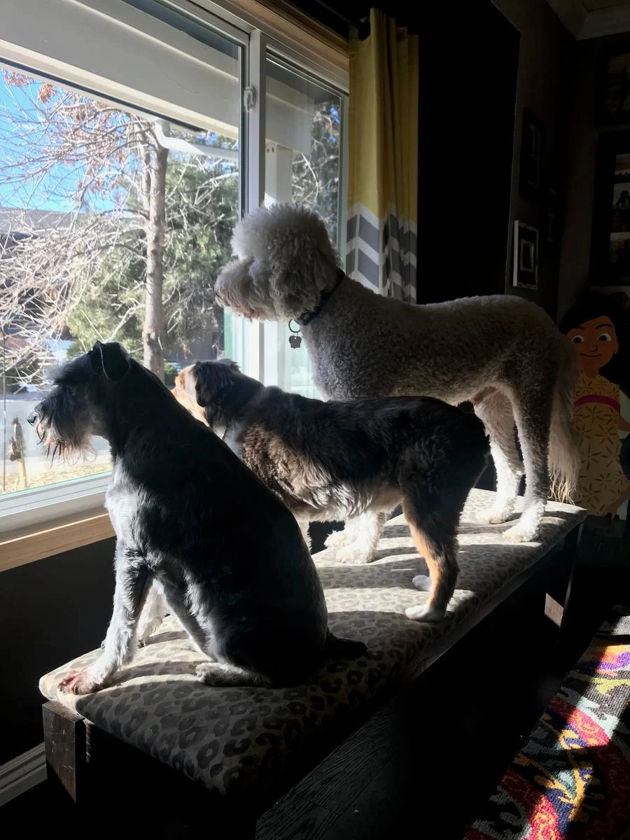 Three dogs looking out a sunny window together