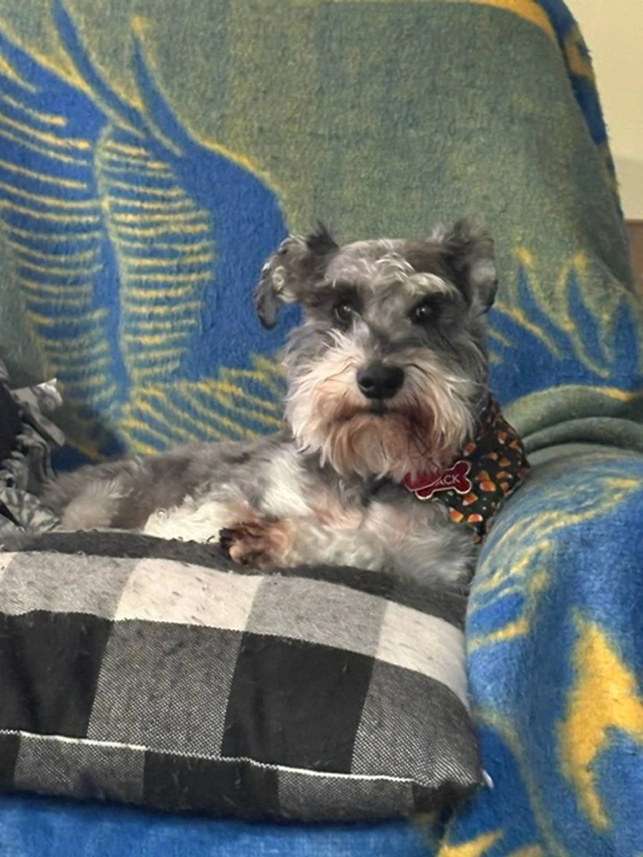 Schnauzer relaxing on a couch pillow