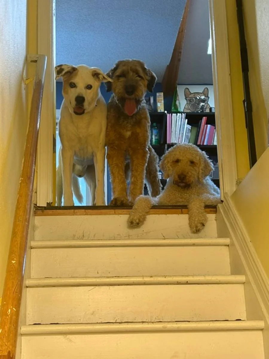 Three dogs waiting together at the top of the stairs