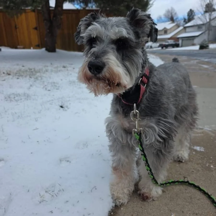 Schnauzer standing on a snowy sidewalk during a winter walk