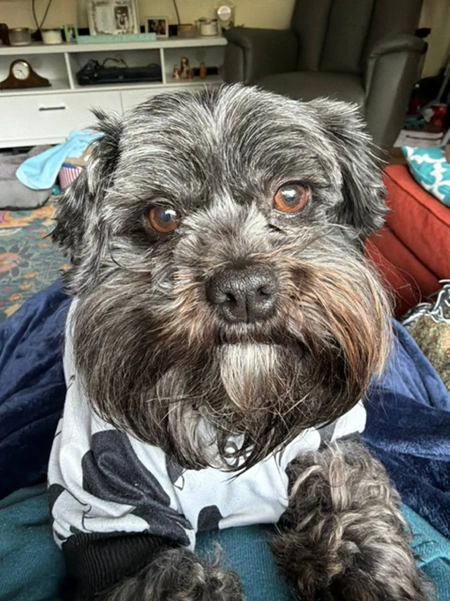 Small dog wearing pajamas at home