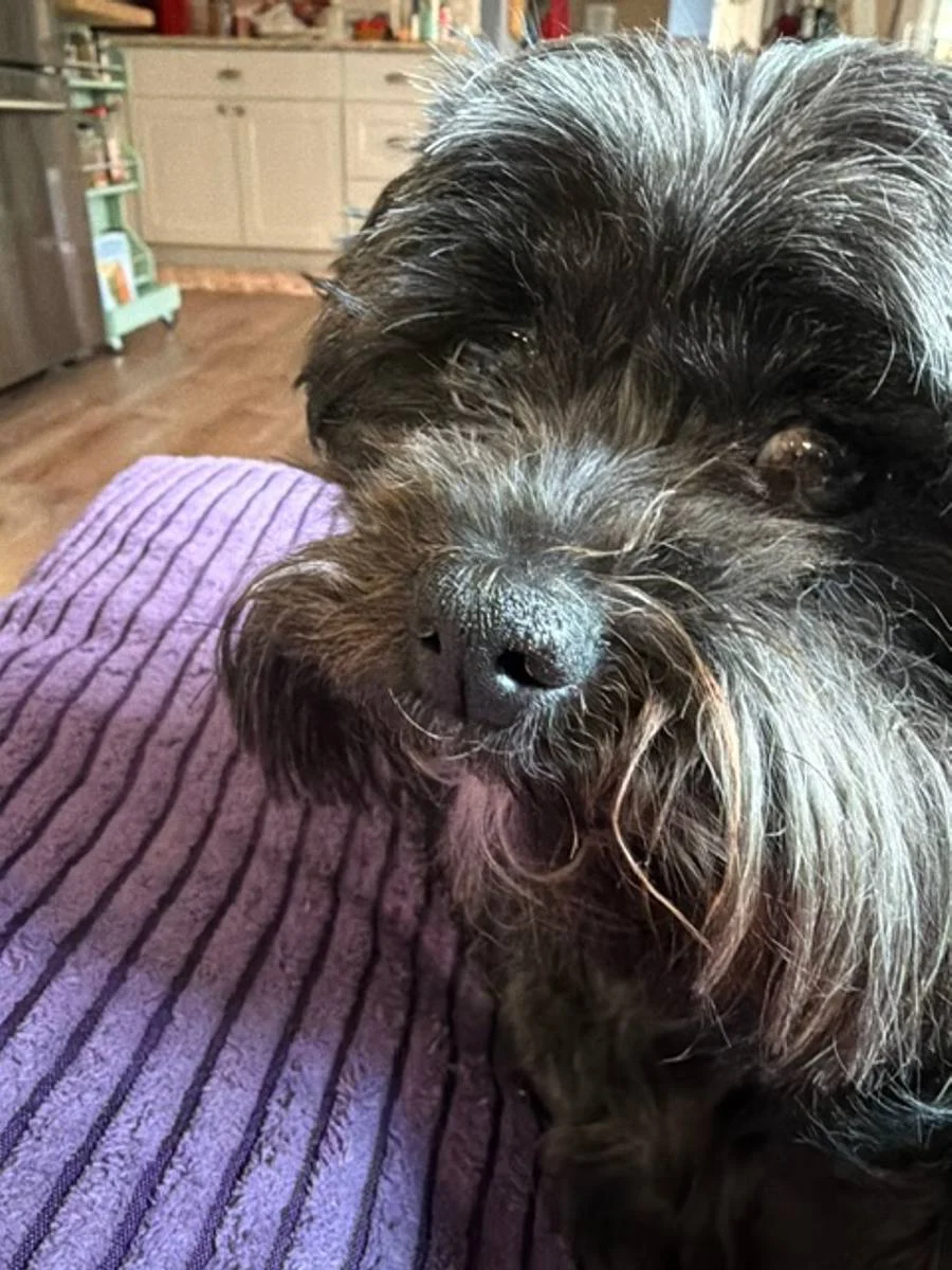 Close-up of a shaggy dog in the kitchen